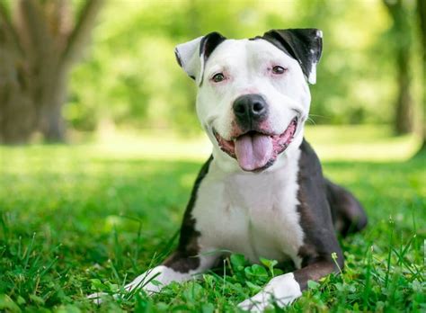 Pitbull life span. Things To Know About Pitbull life span. 